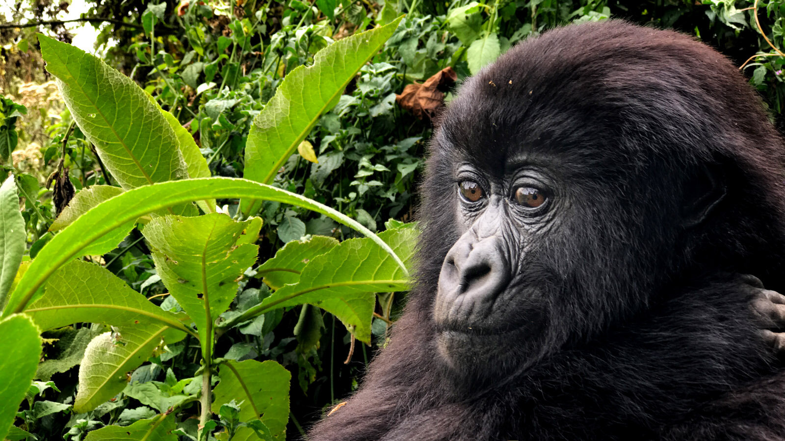 Up close with a young blackback mountain gorilla. Shot on iPhone 7 Plus in Volcanoes National Park, Rwanda.