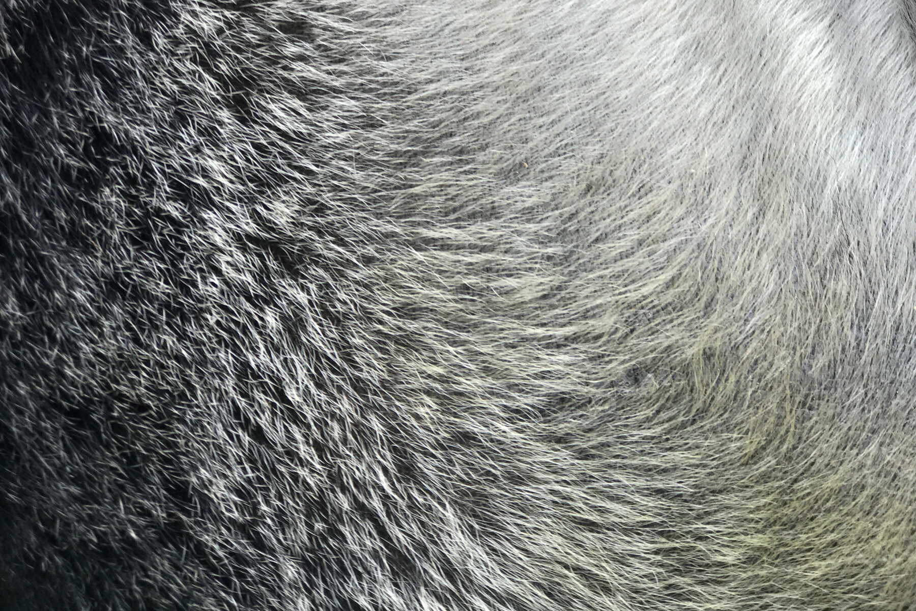 Silverbacks get their name because their black fur turns silver around age 12. Extreme close-up shot on iPhone 7 Plus w/ 2x optical zoom.